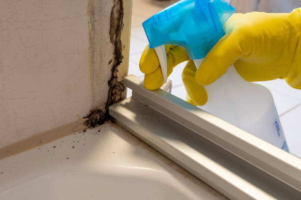 Best Forensic Mold Investigation  in Harvey, MI